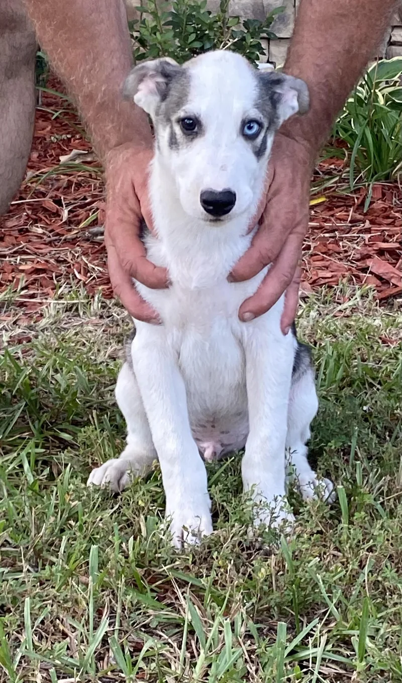 A baby medium-sized male White / Cream Mixed Breed dog named Bandit for adoption in Memphis, TN