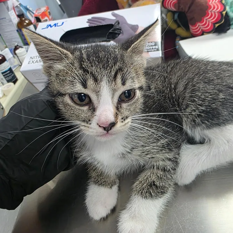A baby small-sized female Brown / Chocolate Domestic Short Hair cat named Ellen for adoption in Duncan, OK