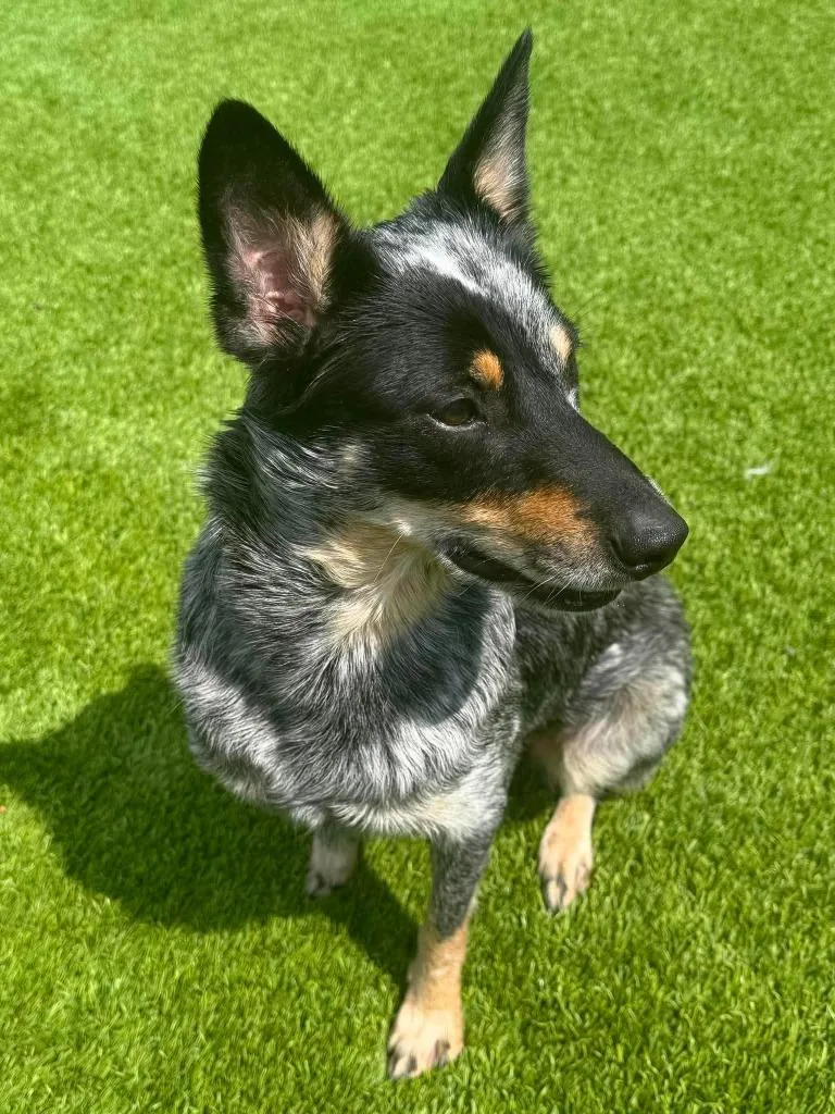 A young medium-sized female Australian Cattle Dog / Blue Heeler dog named Sky for adoption in Frankfort, KY