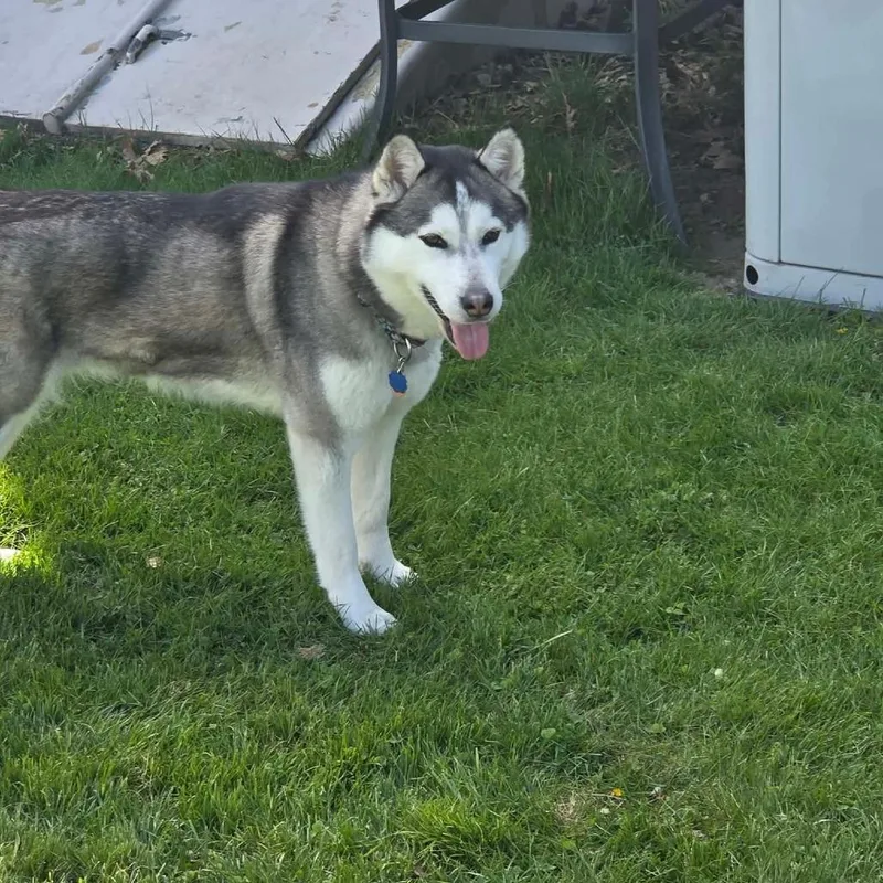 A young medium-sized female White / Cream Husky dog named Nova for adoption in Worcester, MA