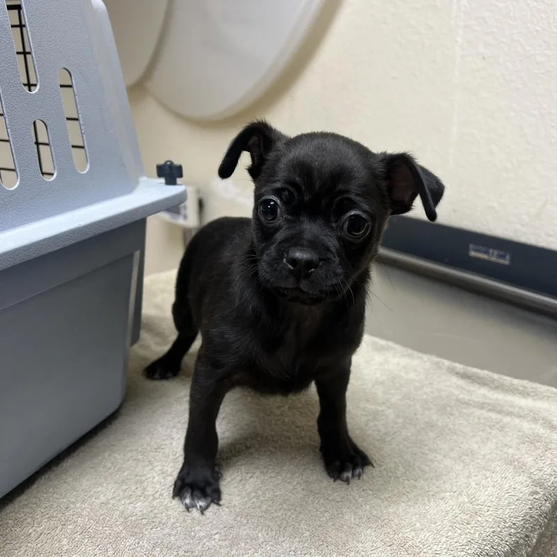 A baby small-sized male Black Chihuahua dog named Bowie for adoption in Riverside, CA