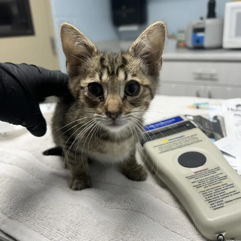 A baby small-sized male Brown / Chocolate Domestic Short Hair cat named Greg for adoption in Riverside, CA