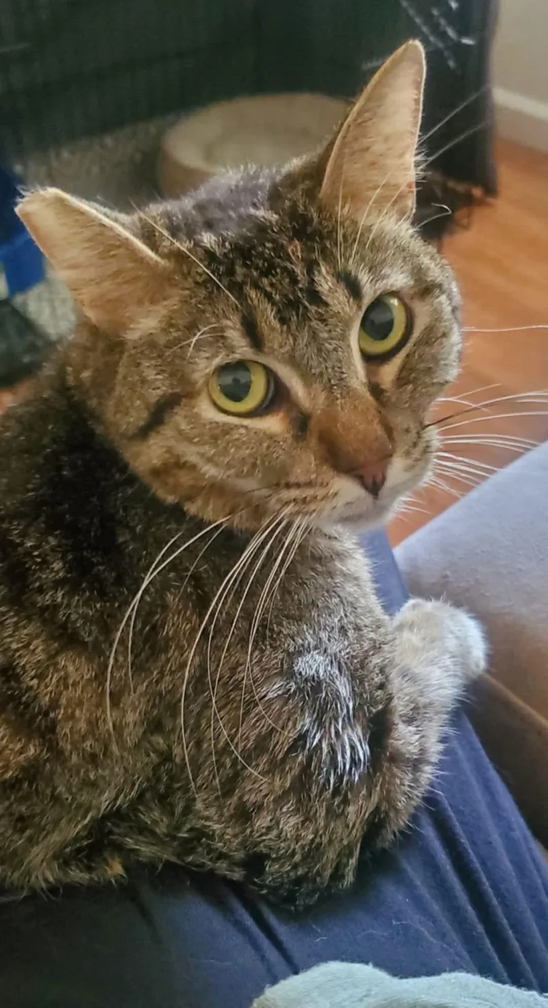 A young medium-sized male Tabby cat named Benjamin for adoption in Napa, CA