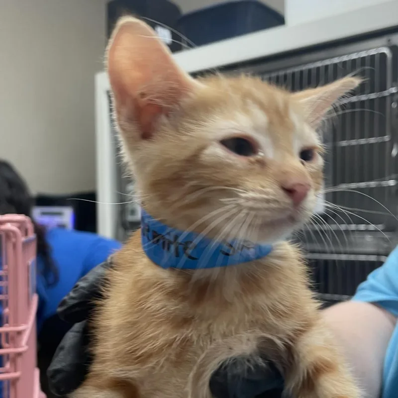 A baby small-sized male Orange / Red Domestic Short Hair cat named Yosemite Sam for adoption in Santa Barbara, CA