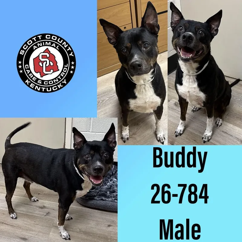 Buddy