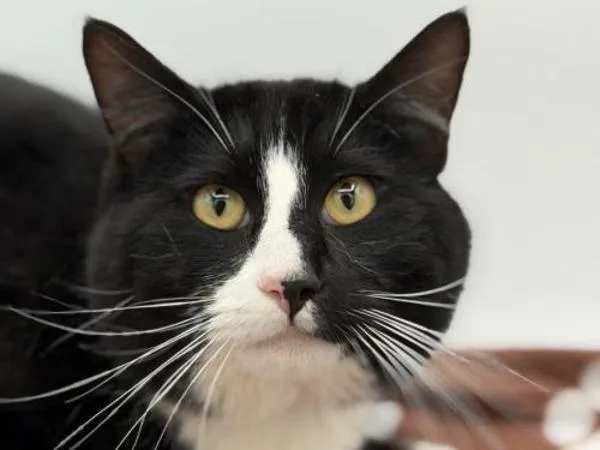 A young small-sized male Domestic Short Hair cat named Mittens for adoption in Portland, OR