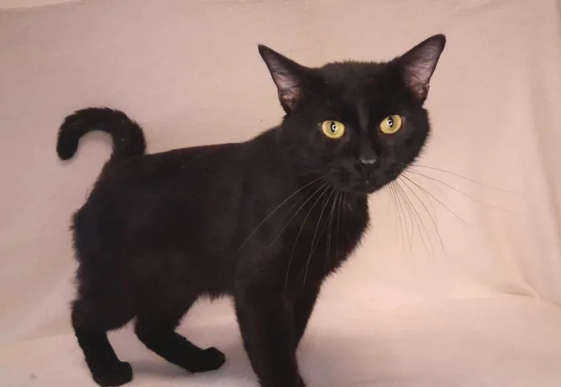 A young small-sized male Domestic Short Hair cat named Nitro for adoption in Wintersville, OH