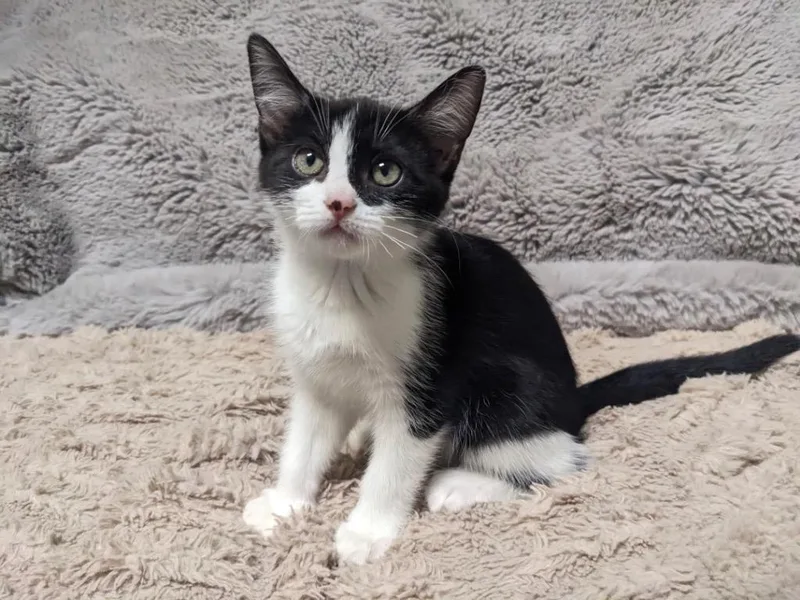 A baby medium-sized female Domestic Short Hair cat named Treayce for adoption in Fort Lupton, CO