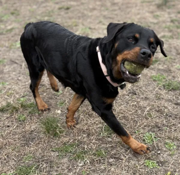 An adult large-sized female Rottweiler dog named Diamond for adoption in Virginia Beach, VA