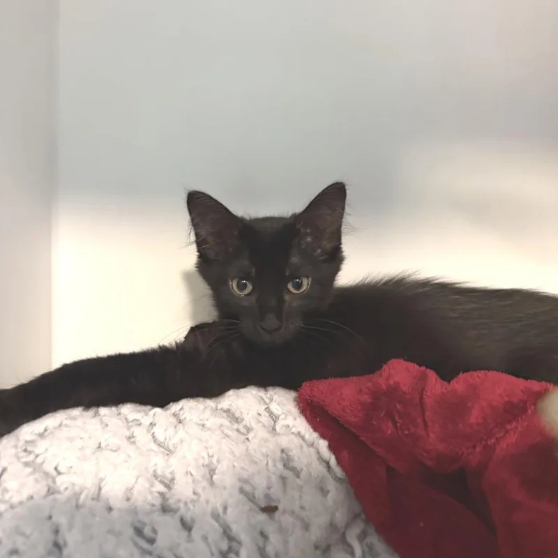 A baby small-sized female Domestic Short Hair cat named Zinnia for adoption in South Burlington, VT