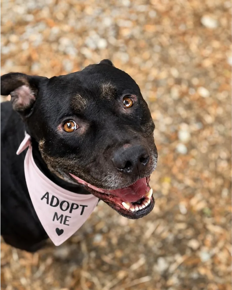 A young medium-sized male Black Tennessee Treeing Brindle dog named Jasper for adoption in Valley Village, CA