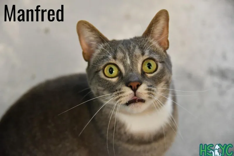 Manfred