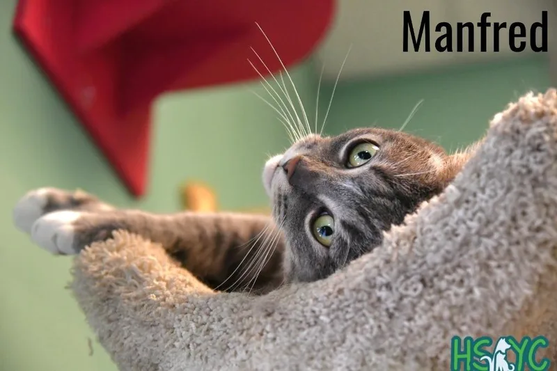 Manfred thumbnail 2