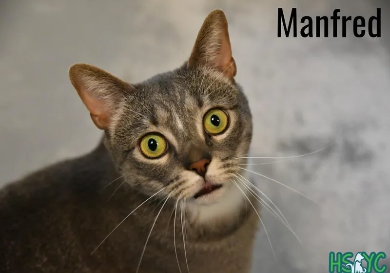 Manfred thumbnail 5