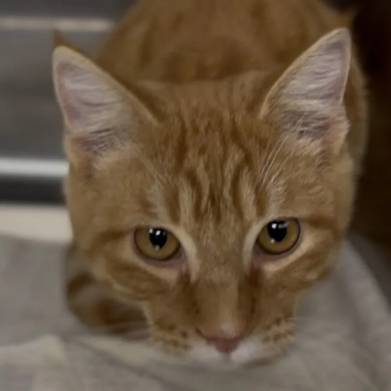 An adult medium-sized male Domestic Short Hair cat named Milo for adoption in Midland, TX