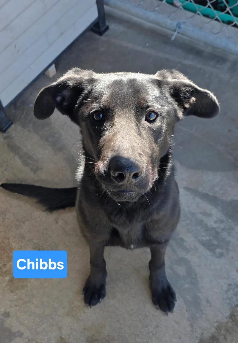 A young medium-sized male Black Labrador Retriever dog named Chibbs for adoption in Clinton, MO