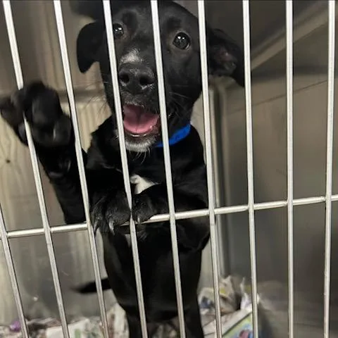 A baby small-sized female Black Mixed Breed dog named Ramones for adoption in Knoxville, TN