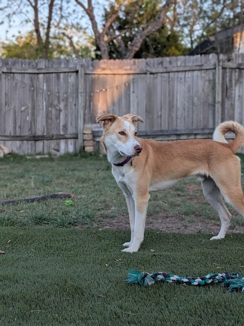 An adult medium-sized male Mixed Breed dog named Odin for adoption in St. Joseph, MI