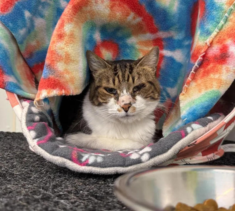 A senior medium-sized female Domestic Short Hair cat named Tiki for adoption in Cumberland, ME