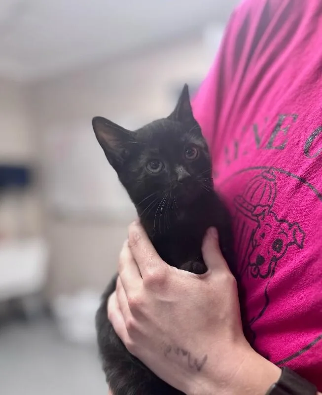 A young medium-sized male Black Domestic Short Hair cat named Romeo for adoption in Wooster, OH