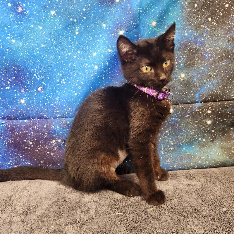 A baby medium-sized female Black Domestic Short Hair cat named Lyra for adoption in Hagerstown, MD