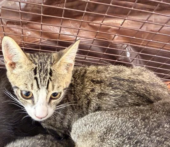 A baby medium-sized male Domestic Short Hair cat named Zuko for adoption in San Pedro, CA