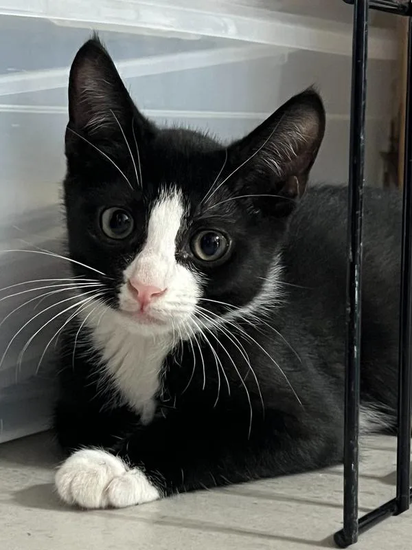 A baby small-sized female Black & White / Tuxedo Domestic Short Hair cat named Harper for adoption in Wellington, FL