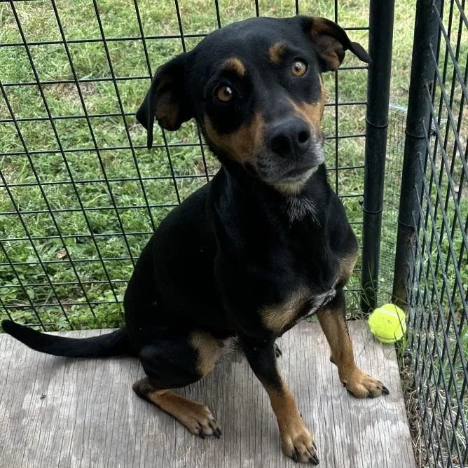 An adult medium-sized female Black Manchester Terrier dog named Bitsy for adoption in Donalsonville, GA