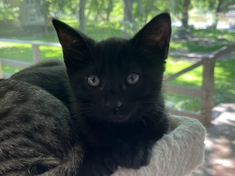 A baby small-sized female Black Domestic Short Hair cat named Onyx for adoption in Indianapolis, IN
