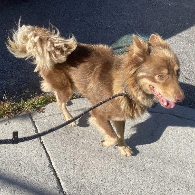 An adult medium-sized male Brown / Chocolate Shepherd dog named Adam for adoption in Caryville, TN