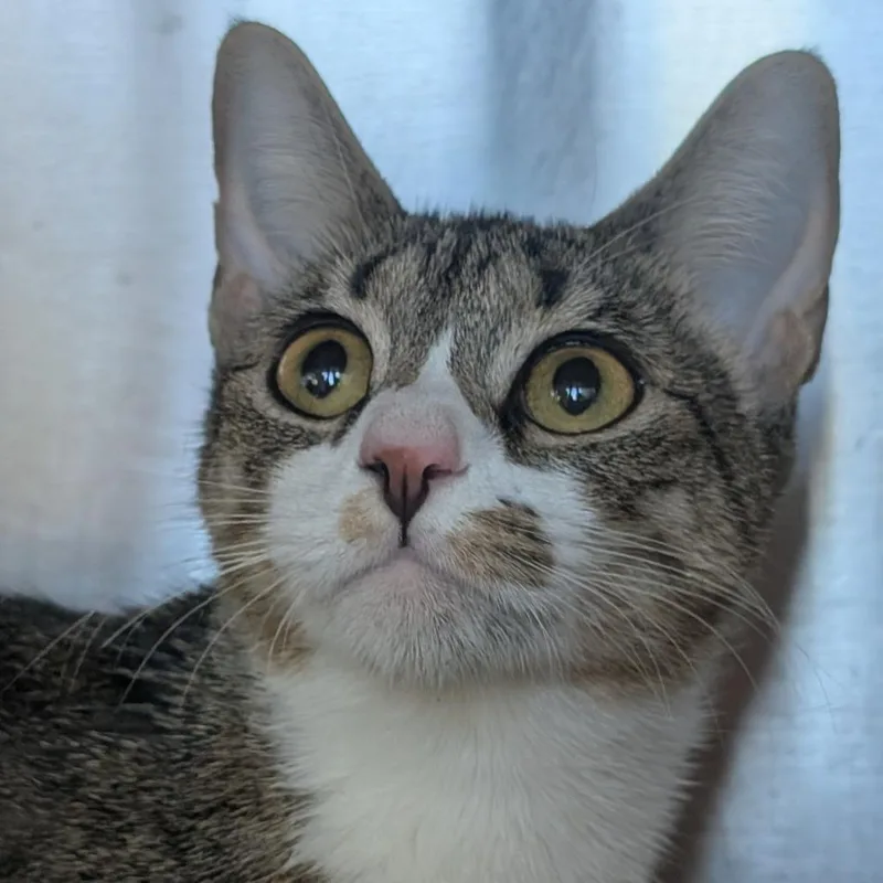An adult large-sized female Domestic Short Hair cat named Gloria for adoption in Asheville, NC