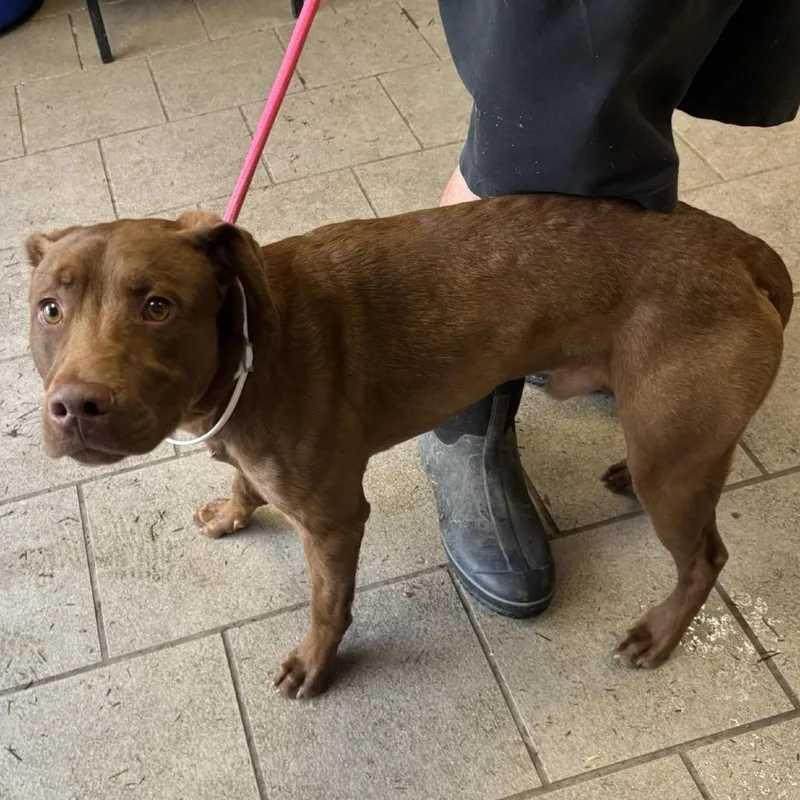 A young medium-sized male Brown / Chocolate Mixed Breed dog named Muddy Buddy for adoption in Huntington, WV