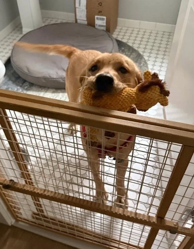 A young large-sized female Labrador Retriever dog named Kali for adoption in Caldwell, NJ