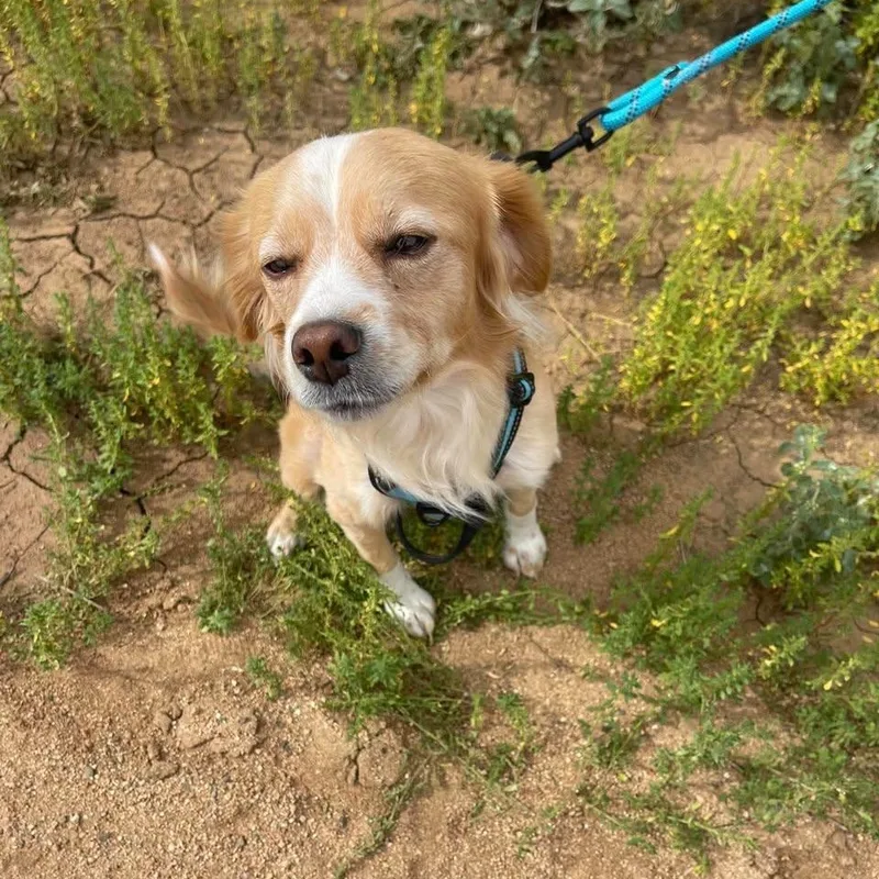 A young medium-sized male Mixed Breed dog named Goose for adoption in Chino valley, AZ