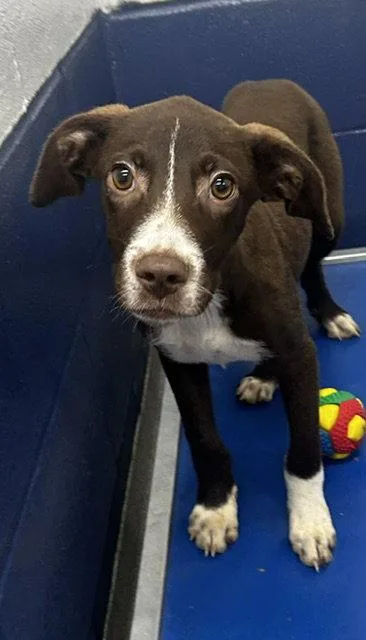 A young medium-sized male Mixed Breed dog named archie Months for adoption in Sterling, MA
