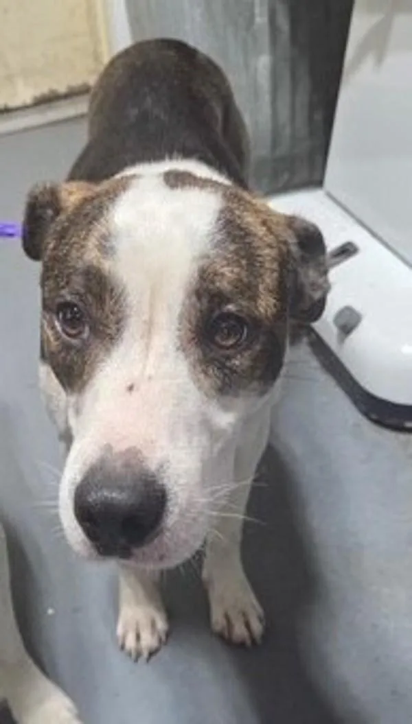 An adult medium-sized male Hound dog named B Bobby for adoption in Dallas, GA