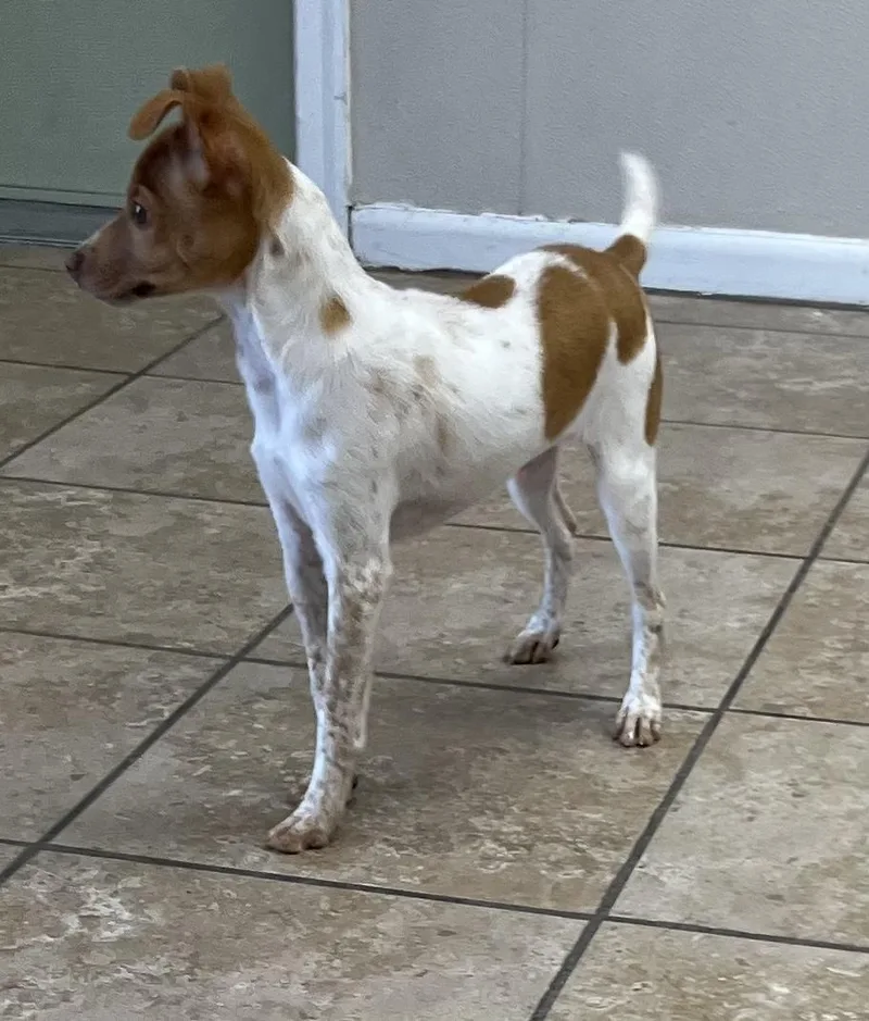 A young small-sized female White / Cream Chihuahua dog named Daphne for adoption in Farmington, MO