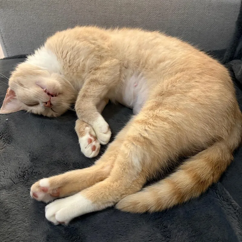 An adult medium-sized female Buff / Tan / Fawn Domestic Short Hair cat named Goldfish for adoption in Nashville, TN