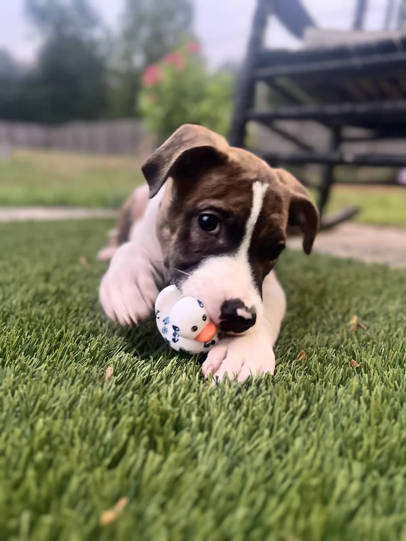 A young medium-sized male American Staffordshire Terrier dog named Abbott for adoption in Mount Pleasant, SC
