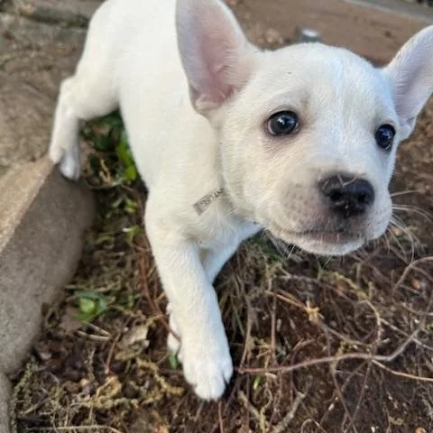 A baby medium-sized male White / Cream French Bulldog dog named Ace for adoption in Joshua, TX