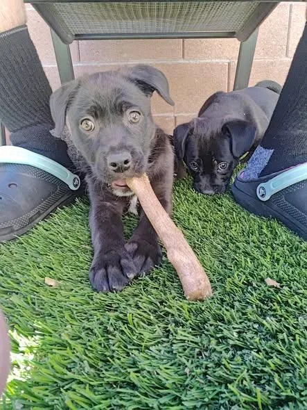 A baby medium-sized female Pug dog named Pixie's Long Legs for adoption in Las Vegas, NV