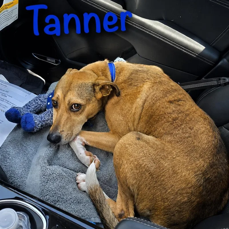 Tanner