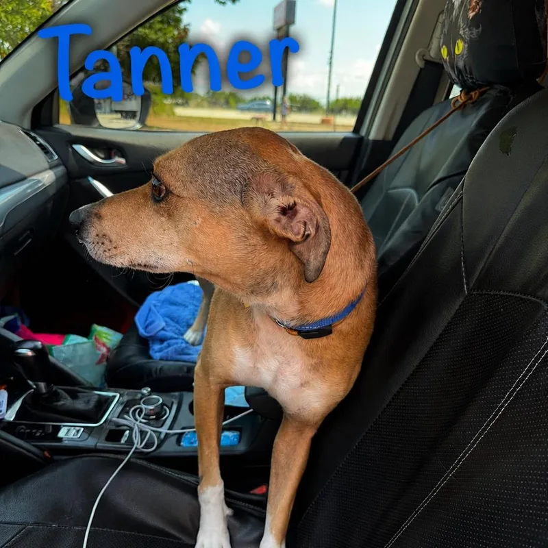 Tanner thumbnail 2