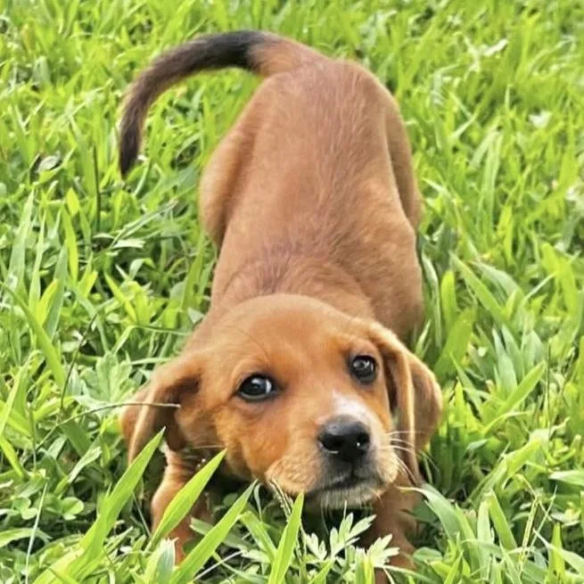 A baby medium-sized female Golden Mixed Breed dog named Stella for adoption in Yaphank, NY