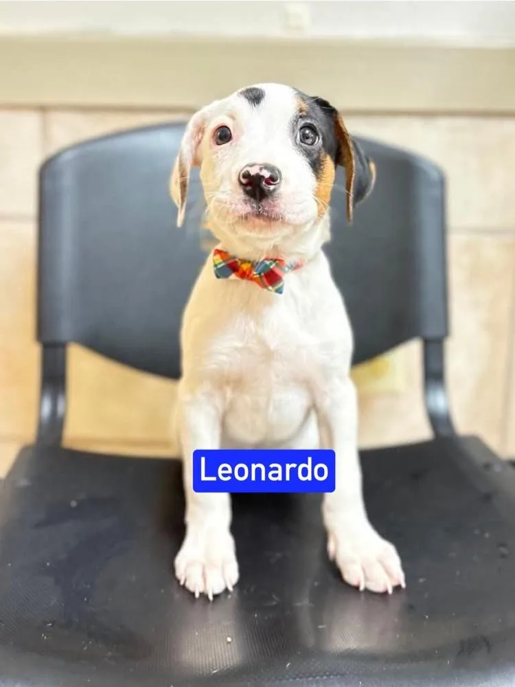 ML Leonardo aka Jasper