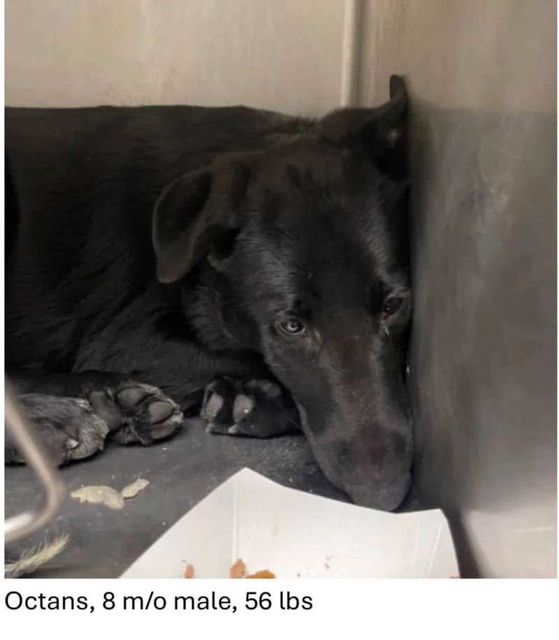 A baby medium-sized male Black Labrador Retriever dog named Octans for adoption in Oswego, IL