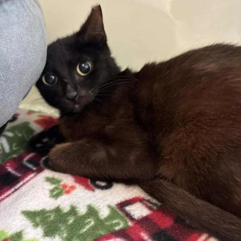 A baby medium-sized female Black Domestic Short Hair cat named Astaire for adoption in Beaumont, TX