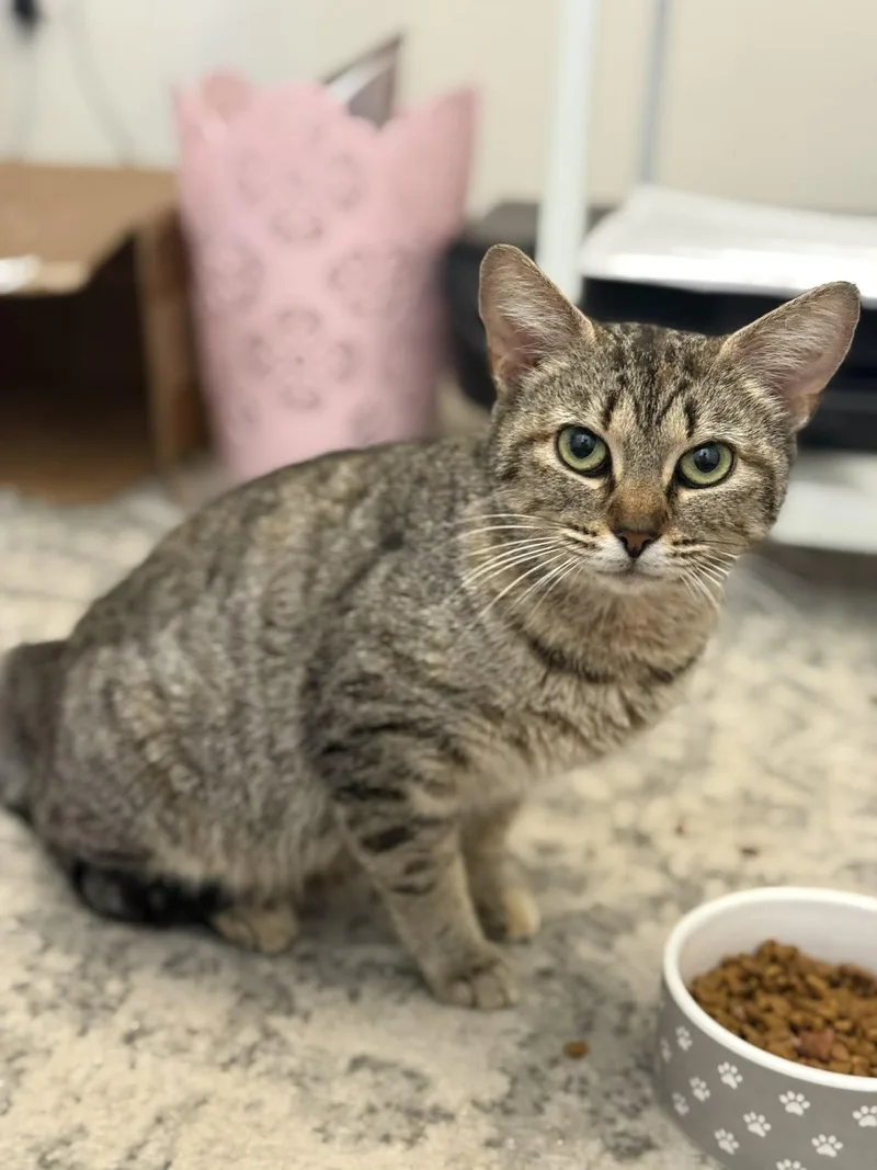 A young medium-sized female Tortoiseshell Domestic Short Hair cat named Bumblebee for adoption in Aberdeen, NC