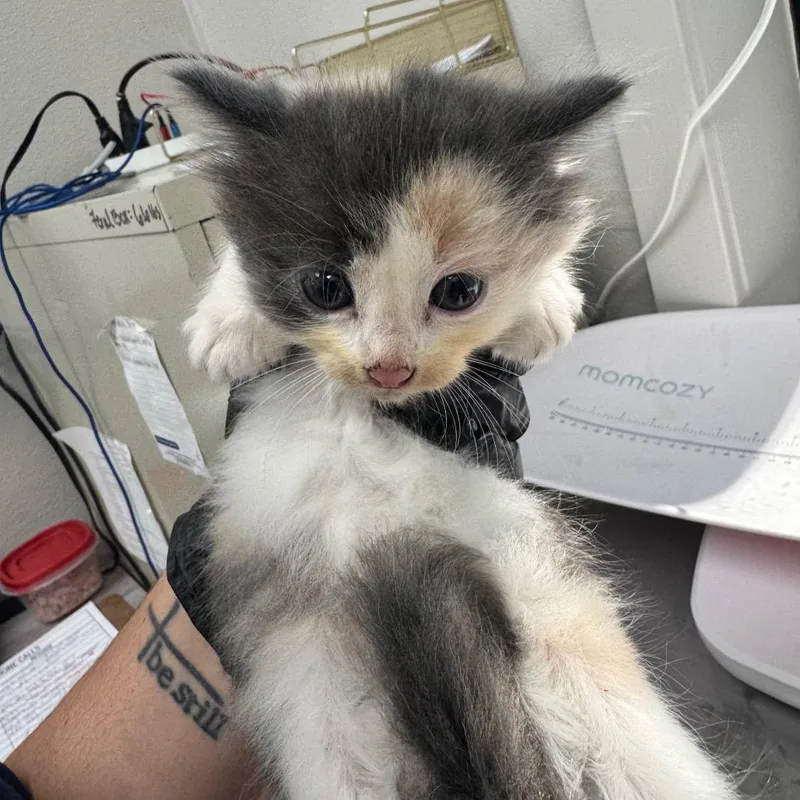 A baby small-sized female Calico Domestic Medium Hair cat named Melissa for adoption in Columbiana, AL