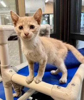 A baby medium-sized male Domestic Short Hair cat named Salmon for adoption in Clyde, NC